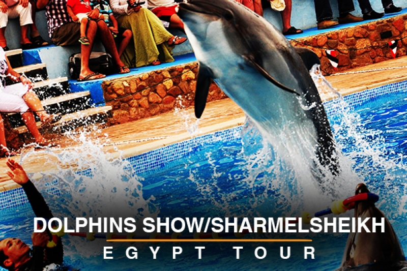 dolphins show