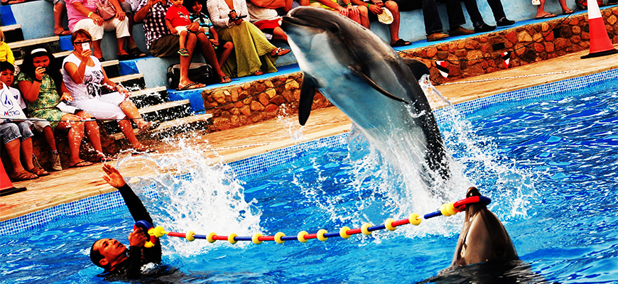 Family Trip Dolphin Show in Sharm El Sheikh