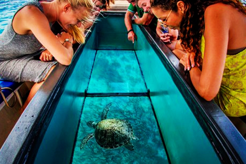 Glass Bottom Trip Excursion in Sharm El-Sheikh