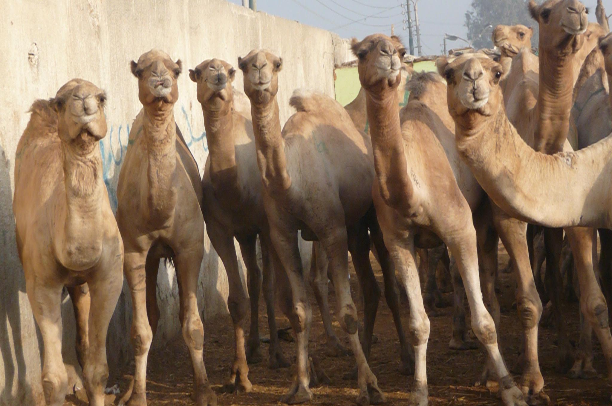 Trip to Camel Market of Darau (On Tuesdays)