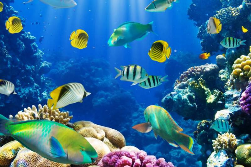 Shore Excursions from Sharm El Sheikh Marina to Ras Mohamed by Boat
