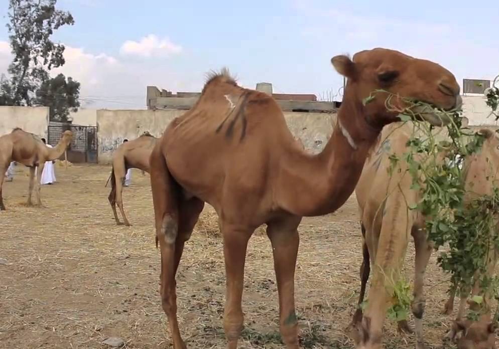 Birqash Camel Market (Souq al-Gamaal) Tour in Cairo (On Fridays only)