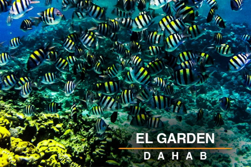 el garden